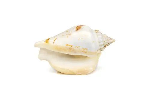 Image of seashells humped conch (Gibberulus gibbosus) on a white background.  Stock Photos