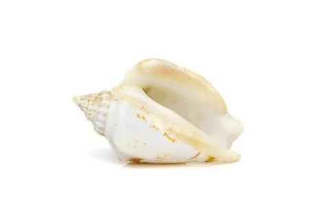 Image of seashells humped conch (Gibberulus gibbosus) on a white background.  Stock Photos