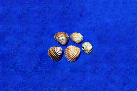 Image of seashells Stock Photos