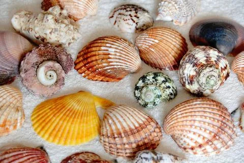 Image of seashells Stock Photos