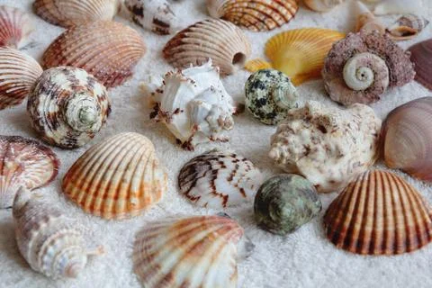 Image of seashells Stock Photos