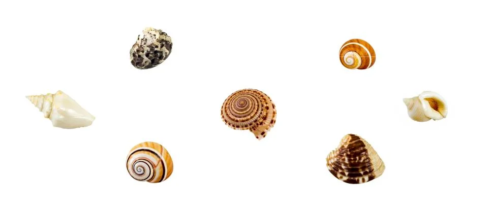 Image of seashells on white background Stock Photos