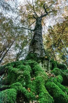 Image seen from below of a tree with large roots covered by bright green moss Stock Photos