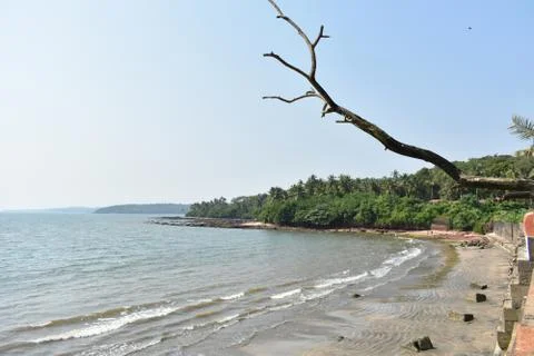 Image of a shore with small waves with a tree branch in the foreground Stock Photos