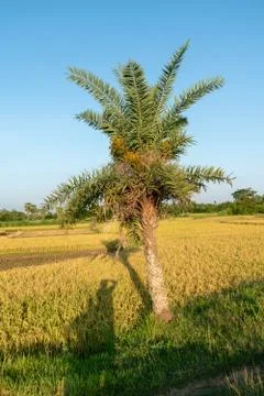Image of a short size dates tree standing inside a vast paddy field Stock Photos