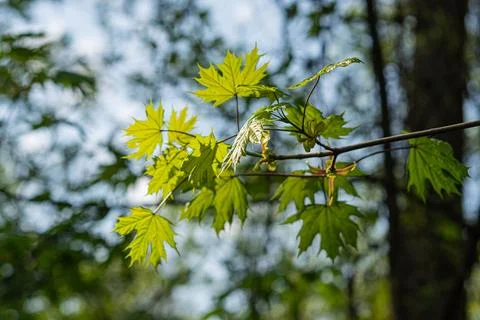 Image showcases close-up maple leaves against a blurred, natural background.. Stock Photos