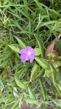 The image showcases a close up view of a single purple Brunfelsia flower, fea Foto stock