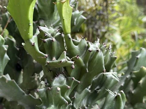 The image showcases a close-up view of a vibrant green euphorbia trigona, hig Foto stock