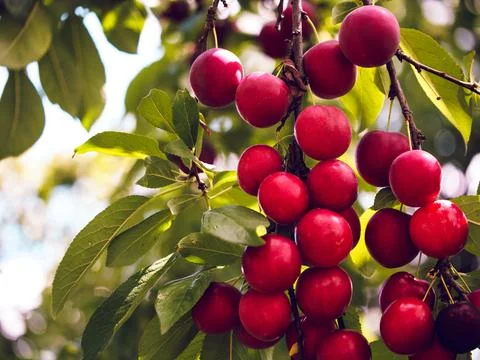 This image showcases a cluster of cherry plums on branches Stock Photos