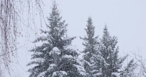 The image showcases dangling bare branches in the foreground, with snow-covered Video stock 253438873