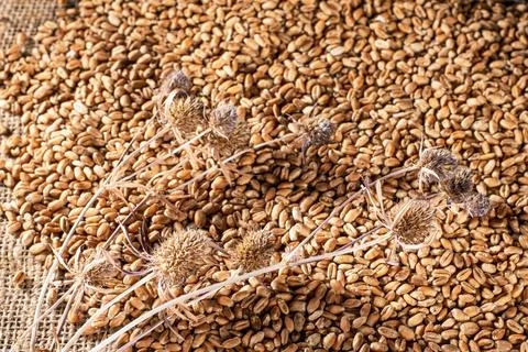 This image showcases a unique top view of scattered wheat grains and ears, hi Stock Photos