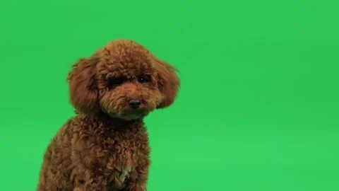 Image showcasing Brown Toy Poodle gazing softly with kind eyes Stock Footage 327609257