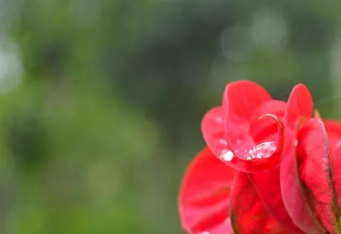 Image showing dew drops on a red flower with just a small part in focus. The  Stock Photos