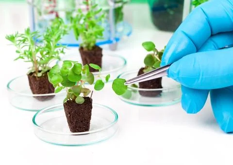 Image showing a person's hands in blue rubber glove holding a small leafy p.. Stock Photos