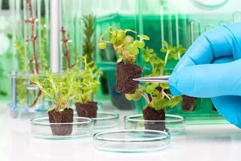Image showing a person's hands in blue rubber glove holding a small leafy p.. Stock Photos