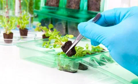 Image showing a person's hands in blue rubber glove holding a small leafy p.. Stock Photos