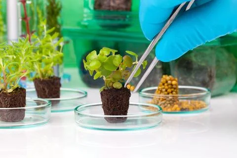 Image showing a person's hands in blue rubber glove holding a small leafy p.. Stock Photos
