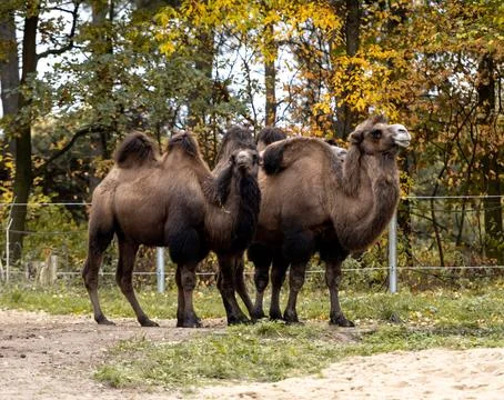Image Shows Bactrian Camel Stock Photos