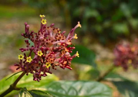 Image shows a beautiful flower in the wild. This is a close up image of the f Stock Photos