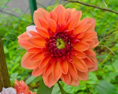 Image shows a beautiful flower in the wild. This is a close up image of the f Stock Photos