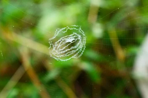 Image shows the beautiful pattern of a spider web with some parts in focus Stock Photos