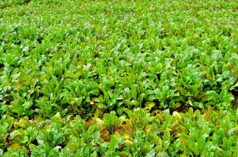 Image shows beetroot plants in a hillside. This is a common plantation on the Stock Photos