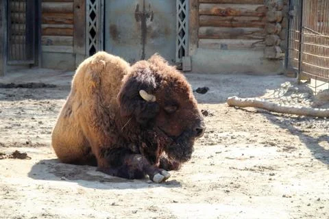 The image shows a bison,it is a steppe bison Stock Photos