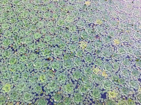 Image shows a circular patch of aquatic vegetation likely duckweed on a bod.. Stock Photos