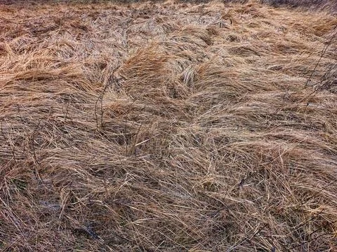 The image shows a close-up view of brown, dry grass or hay Stock Photos
