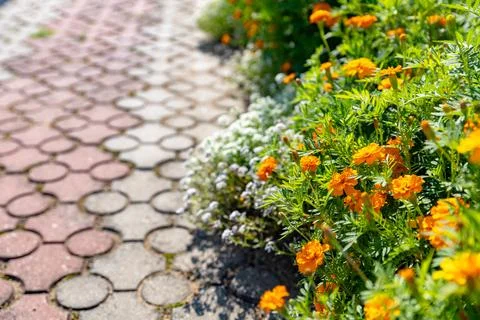 The image shows a close-up view of a garden path, with a bed of vibrant ora.. Stock Photos