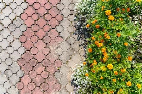 The image shows a close-up view of a garden path, with a bed of vibrant ora.. Stock Photos