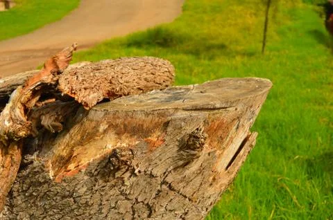 Image shows a cut tree bark in a lawn. Represents deforestation and human enc Stock Photos