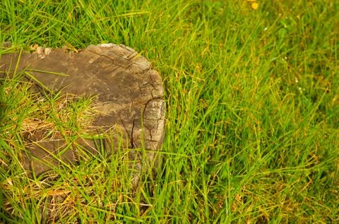 Image shows a cut tree bark in a lawn. Represents deforestation and human enc Stock Photos