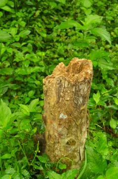 Image shows a cut tree bark in a lawn. Represents deforestation and human enc Stock Photos