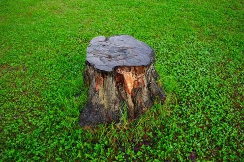 Image shows a cut tree bark in a lawn. Represents deforestation and human enc Stock Photos