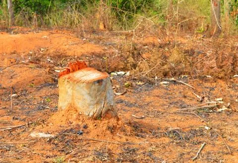 Image shows a cut tree bark in a lawn. Represents deforestation and human enc Stock Photos