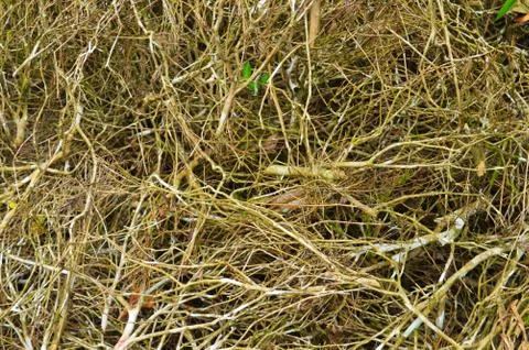 Image shows cut trees and branches piled up for recycling or fuel. Represents Stock Photos