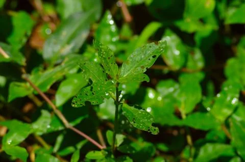 Image shows the damaged leaves of a tiny plant. The leaves have many holes in Stock Photos