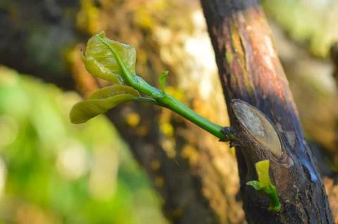 Image shows a delicate and tender branch sprouting from another branch. This  Stock Photos