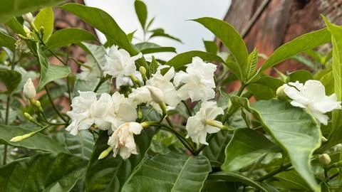 This image shows delicate white crape jasmine flowers blossoming, surrounded  Foto stock