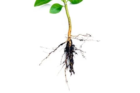 Image shows in detail the root system of a plant isolated on white backgrou.. Stock Photos
