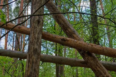 The image shows fallen trees intersecting in a dense forest Stock Photos