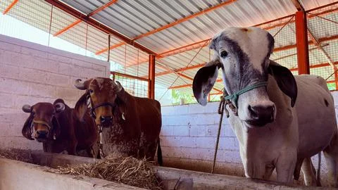 The image shows four cows in a barn with a metal roof and orange beams. Thr.. Stock Photos
