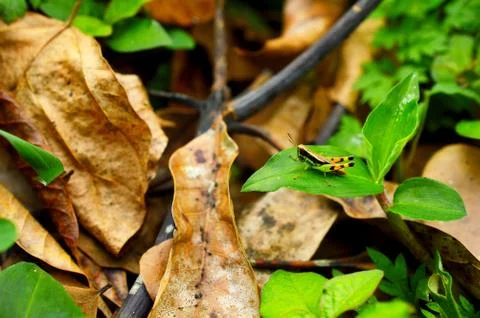 Image shows a grasshopper on a leaf against wild background with dry and gree Stock Photos
