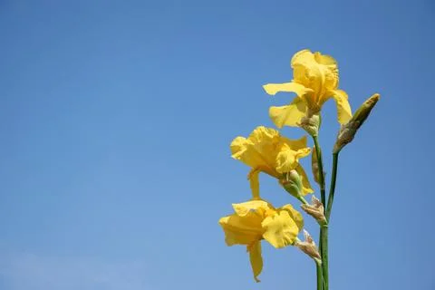 The image shows a group of three yellow Iris flowers in bloom against a cle.. Stock Photos