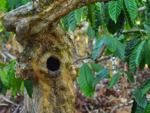 Image shows a hole in a tree bark. A tree hollow or tree hole is a semi-enclo Stock Photos