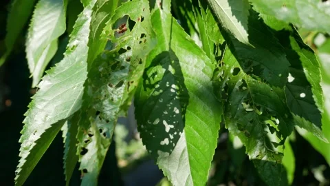 Image shows leaves of cherry affected by leaf spot holes Stock Footage 201005884