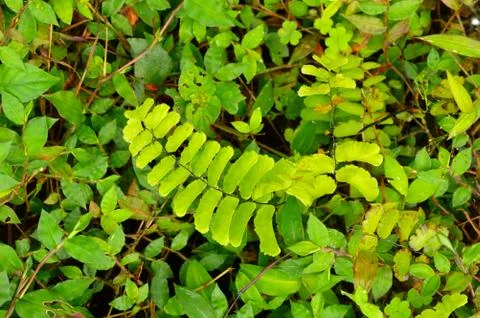 Image shows a light green leaf of a fern surrounded by other plants with diff Stock Photos