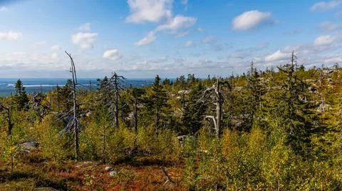 The image shows a pixelated forest with a blue sky as the background Stock Photos
