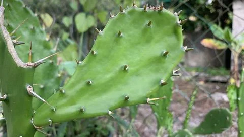 The image shows a prickly pear cactus, Stock Photos